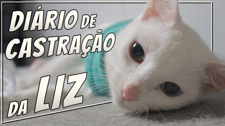 Cuidados p&oacute;s-esteriliza&ccedil;&atilde;o: garantindo a sa&uacute;de e o bem-estar