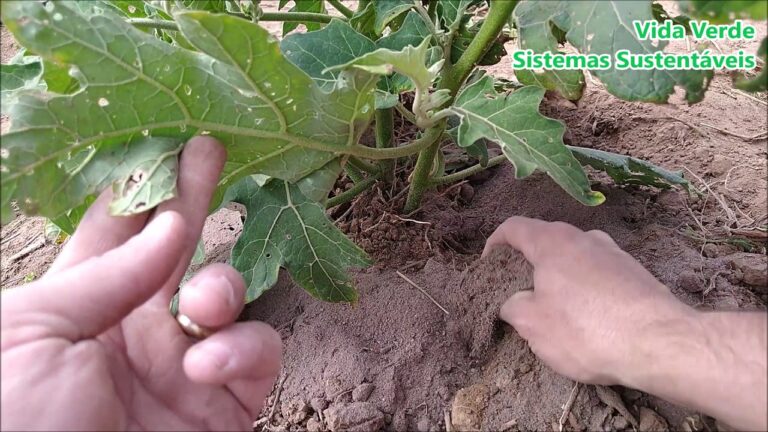 Cinza: O Poderoso Adubo Org&acirc;nico para um Jardim Exuberante