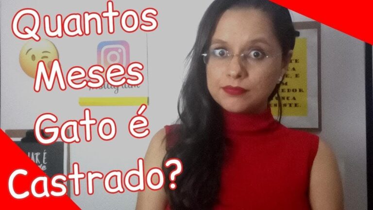 A Castra&ccedil;&atilde;o Felina: Descubra a Idade Ideal para Castrar seu Gato