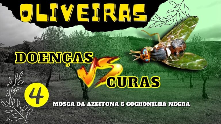 Calendário de Tratamento da Oliveira: Maximizando a Saúde das Árvores
