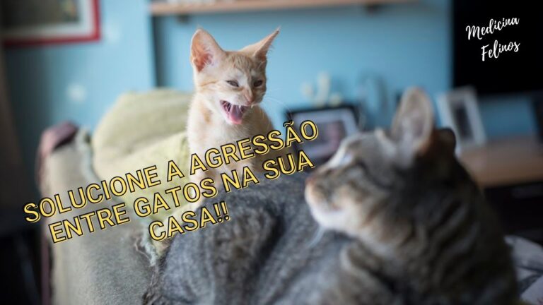Segredos para unir gatos: como fazer dois felinos se tornarem amigos