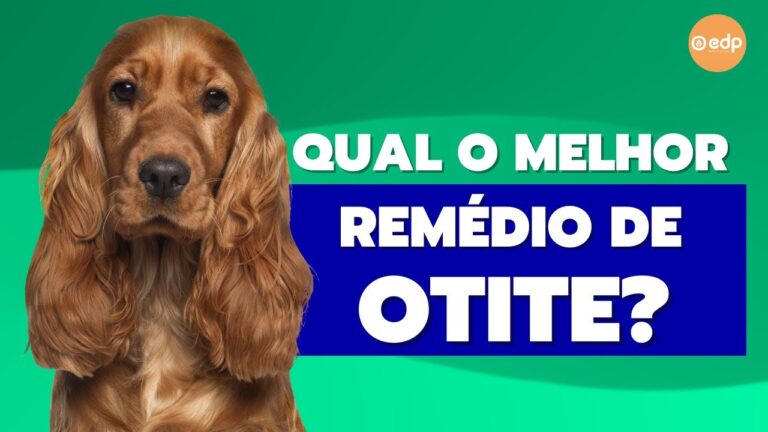 Rem&eacute;dio para otite em gatos: solu&ccedil;&atilde;o eficaz para acabar com o inc&ocirc;modo