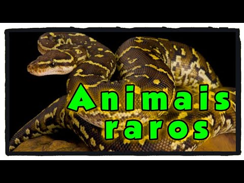 Descubra a Fascinante Lista de Animais Exóticos Autorizados em Portugal