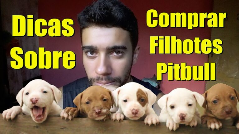 Pitbull: Descubra o pre&ccedil;o acess&iacute;vel em Portugal para ter o companheiro perfeito!