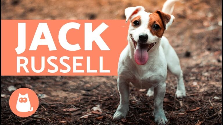 Jack Russell Bebé: Uma Preciosa Oportunidade de Adoção!