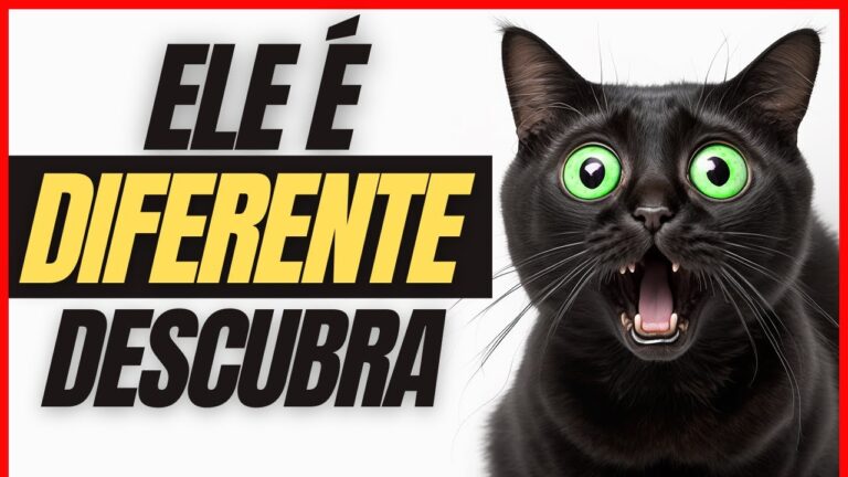 A magia do gato preto: descubra o segredo do pelo avermelhado