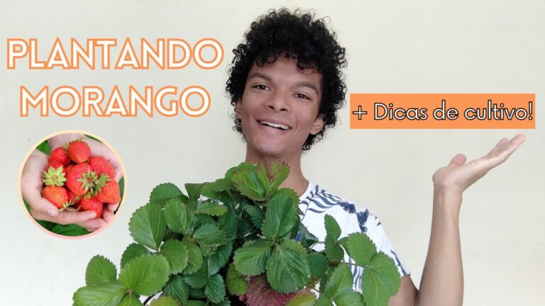 A época do morango: saiba quando aproveitar essa deliciosa fruta ...