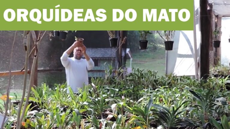 Beleza Natural: Fotos de Orquídeas do Mato